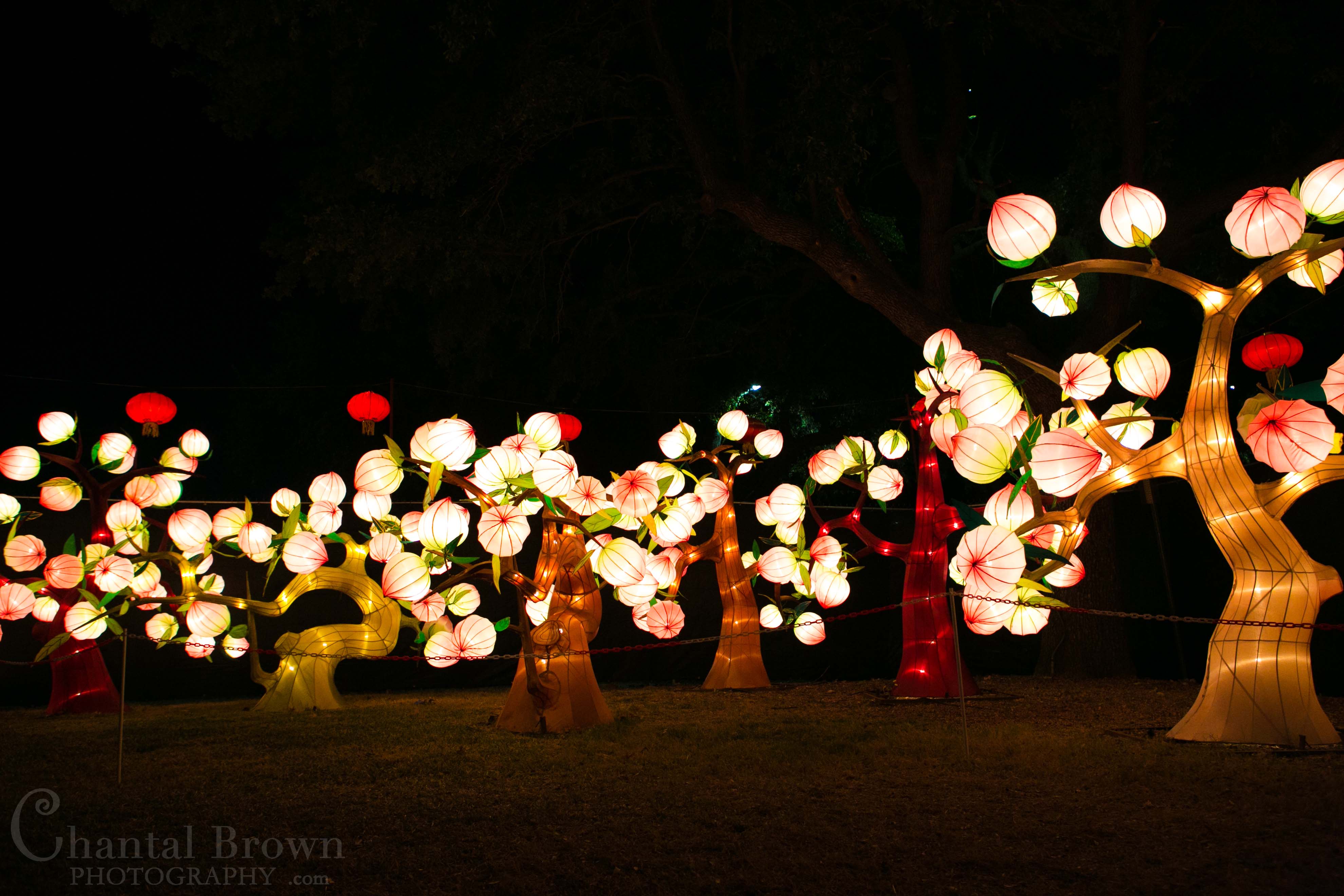 Colorful pretty Chinese tree flowers at Chinese Lantern Festival in Dallas Fair Park Photographer